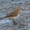 /album/my-local-birding-gallery/pectoral-sandpiper-looking-sideways-on-jpg/